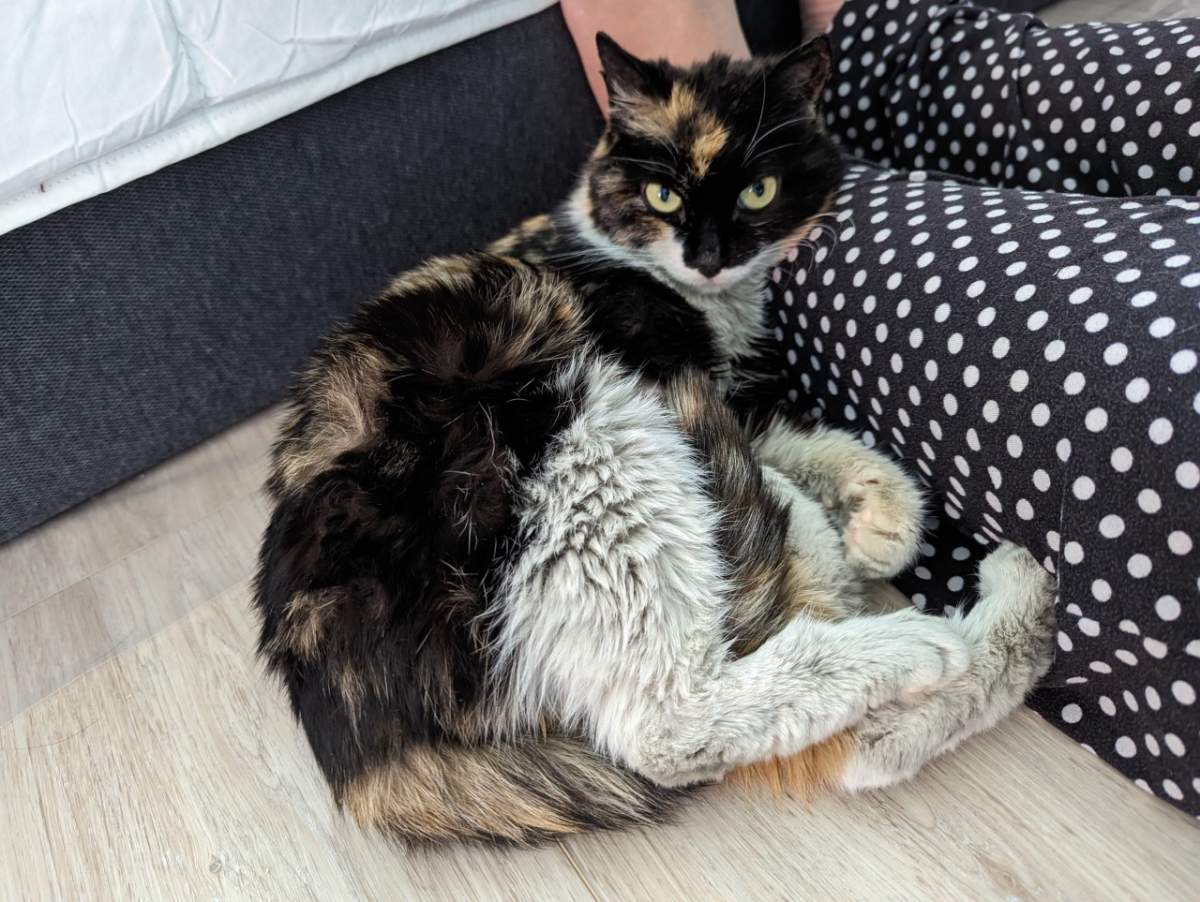 Precious Cargo has now been placed into foster care and her foster mom intends to adopt her.