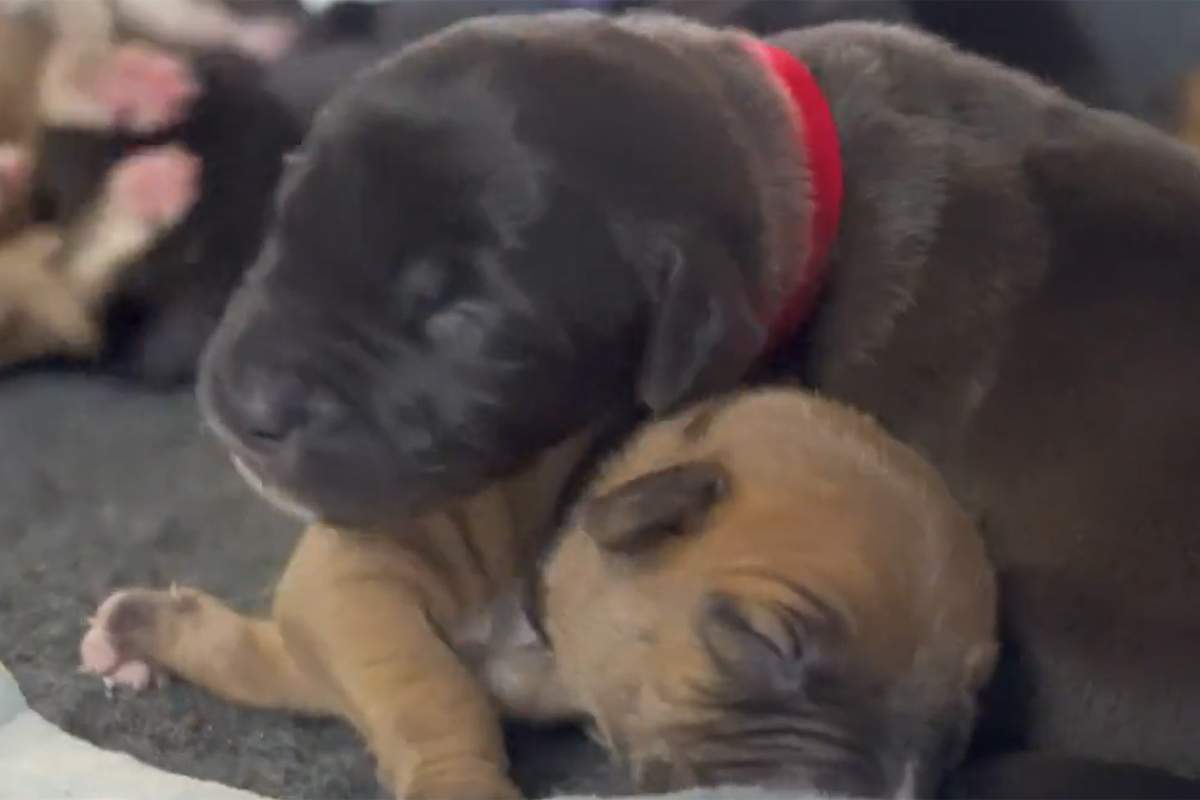 Two of the 13 puppies who were born a few weeks ago.