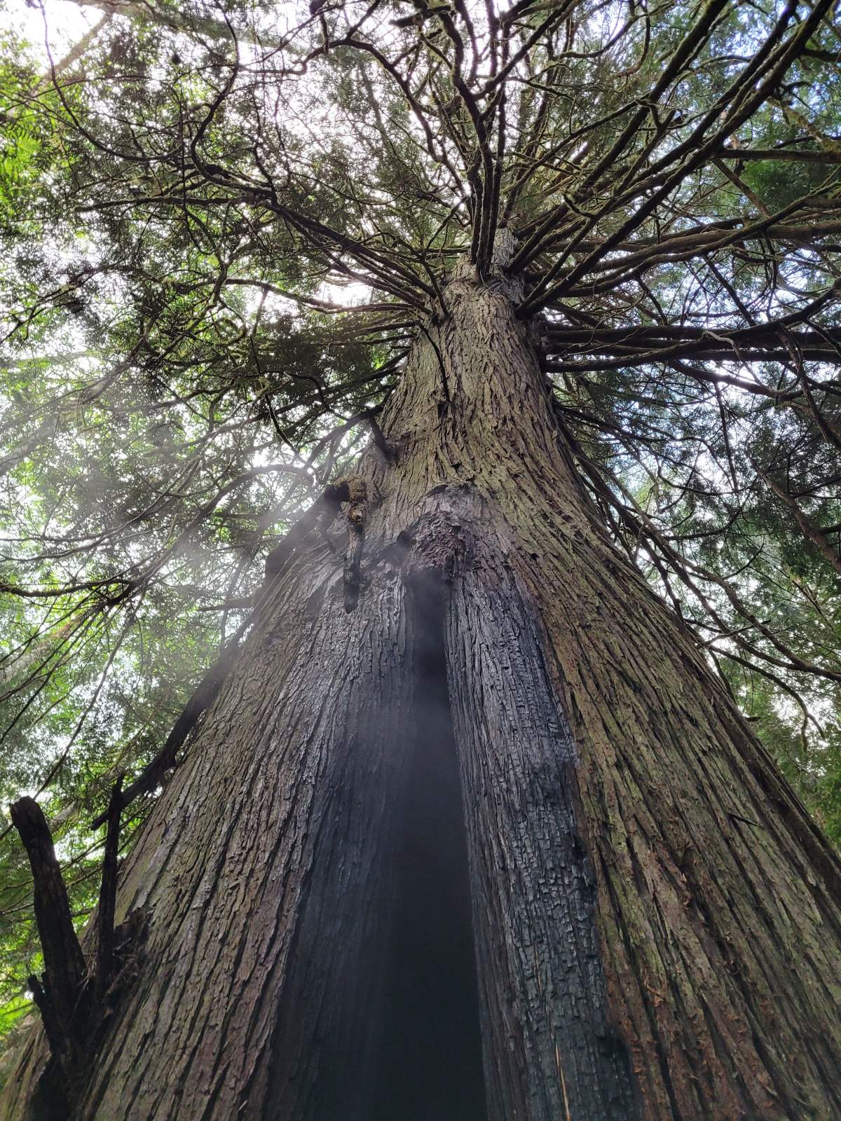 The aftermath of a tree fire near Sooke that police believe was deliberately set. 
