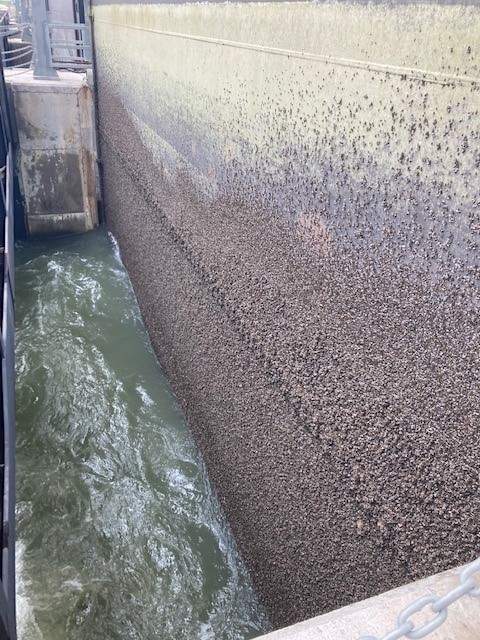 Zebra mussels at the Kettle Generating Station.