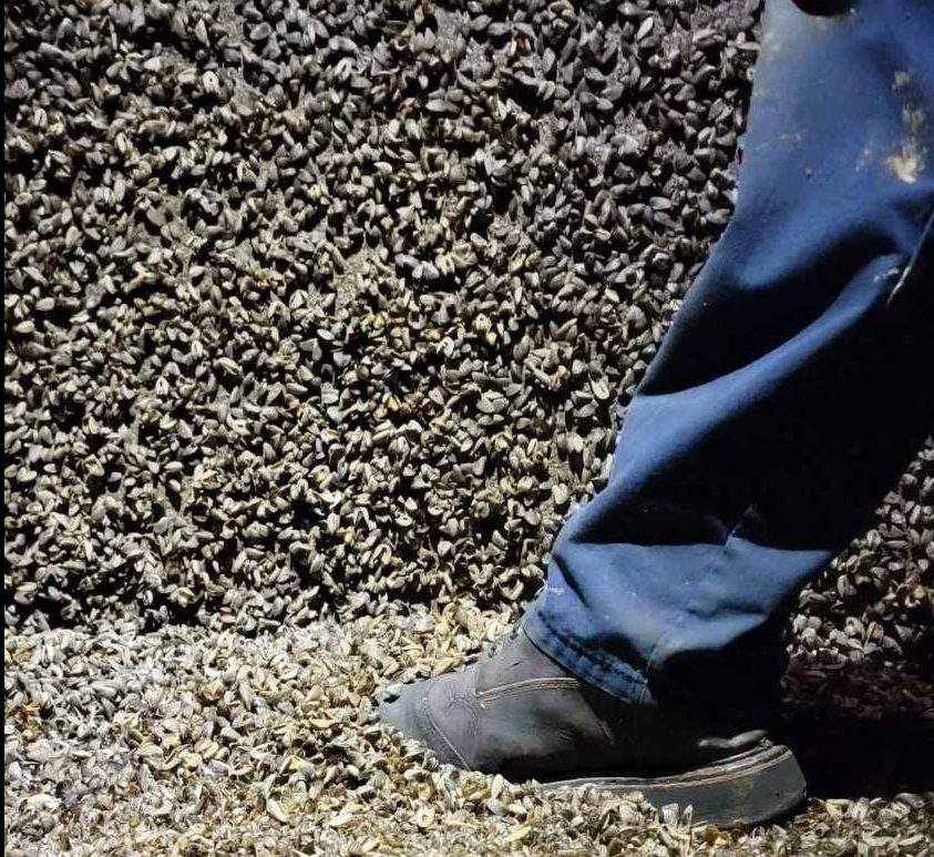 Once established, zebra mussels can cause millions of dollars in damage by clogging water intake pipes, irrigation systems and other underwater infrastructure.