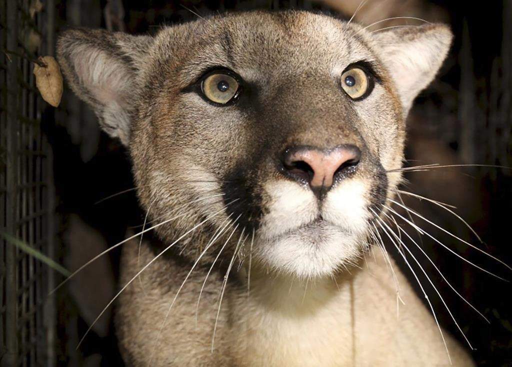 This photo provided by the U.S. National Park Service shows a cougar known as P-81. A woman is recovering after being attacked by a cougar while mountain biking on a trail in Roberts Creek, British Columbia.