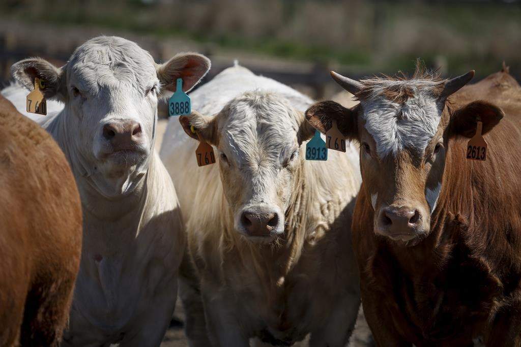 Saskatchewan's Water Security Agency is looking to assist farmers facing drought conditions. THE CANADIAN PRESS/Jeff McIntosh.
