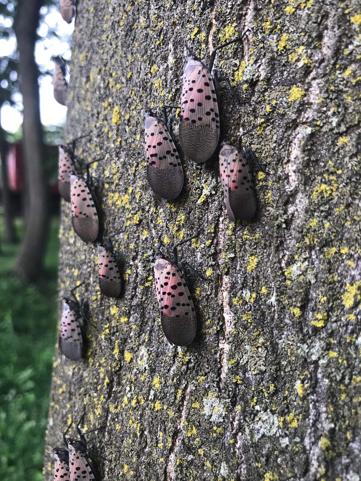Spotted Lanternfly