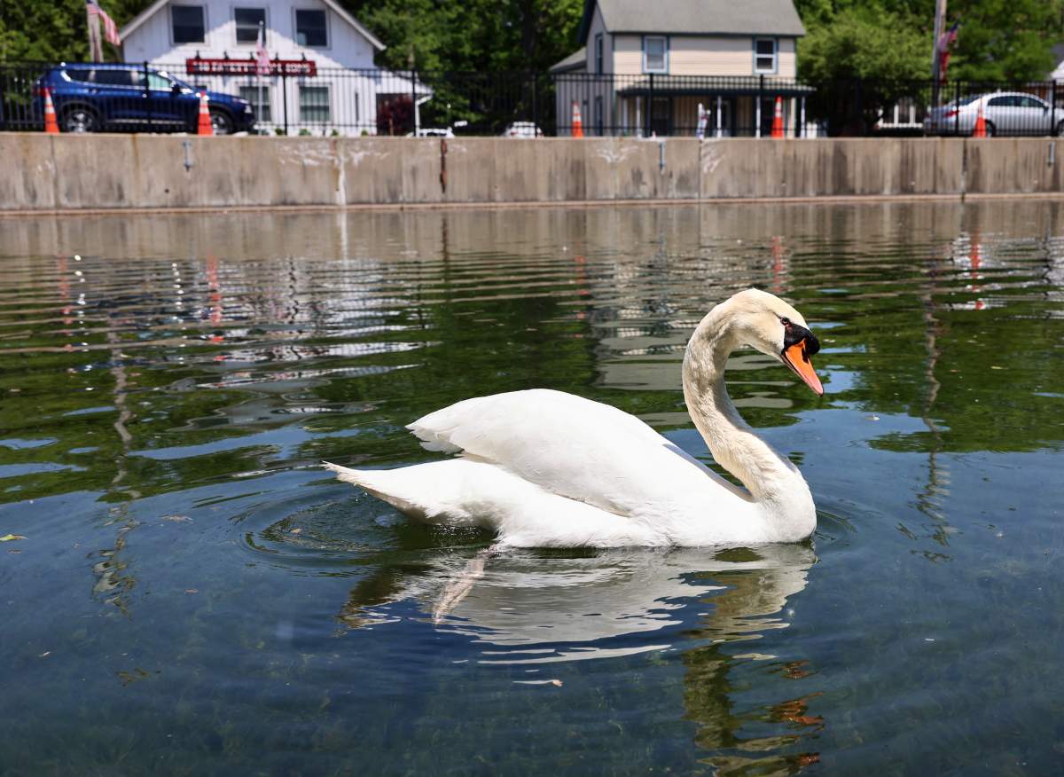 Manny the swan swimming.