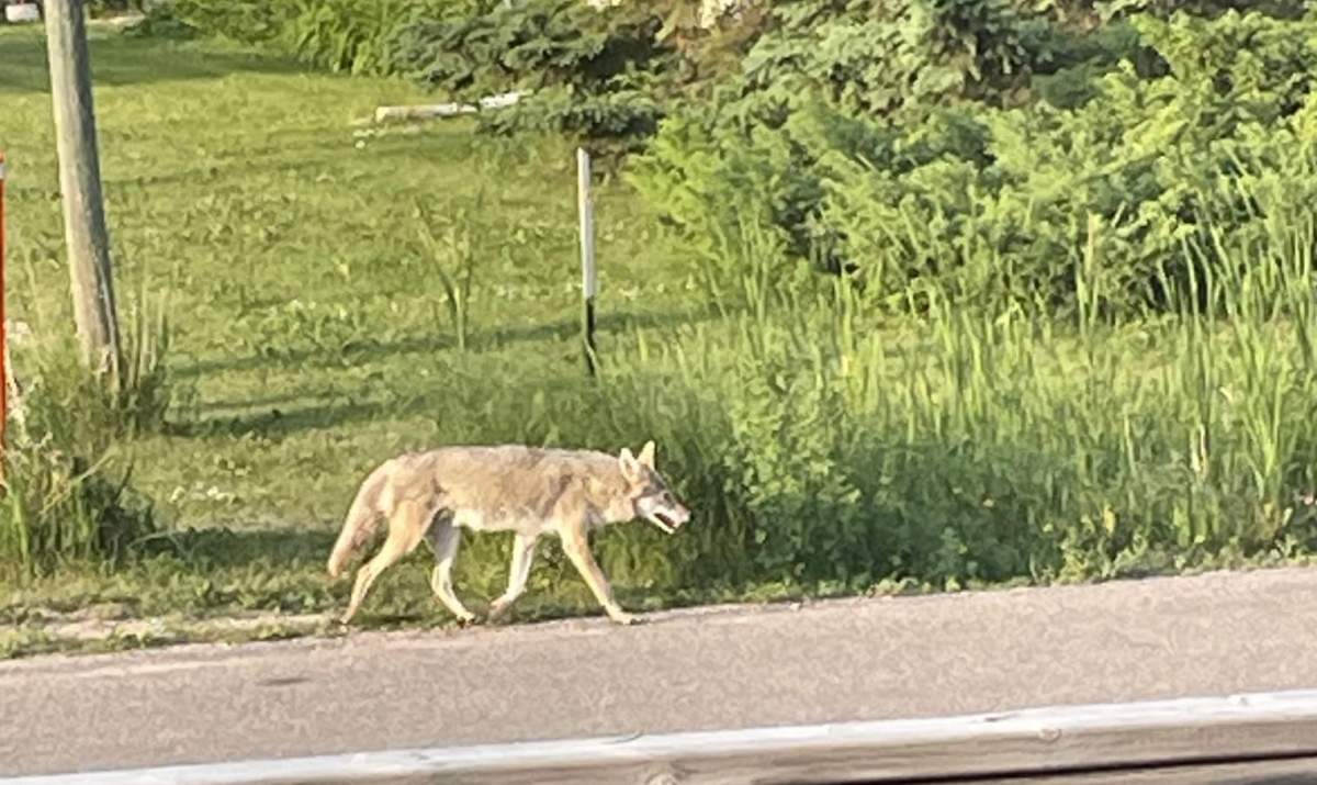 Police and witnesses say a coyote attacked a boy in Winnipeg’s North Kildonan neighbourhood Saturday evening.