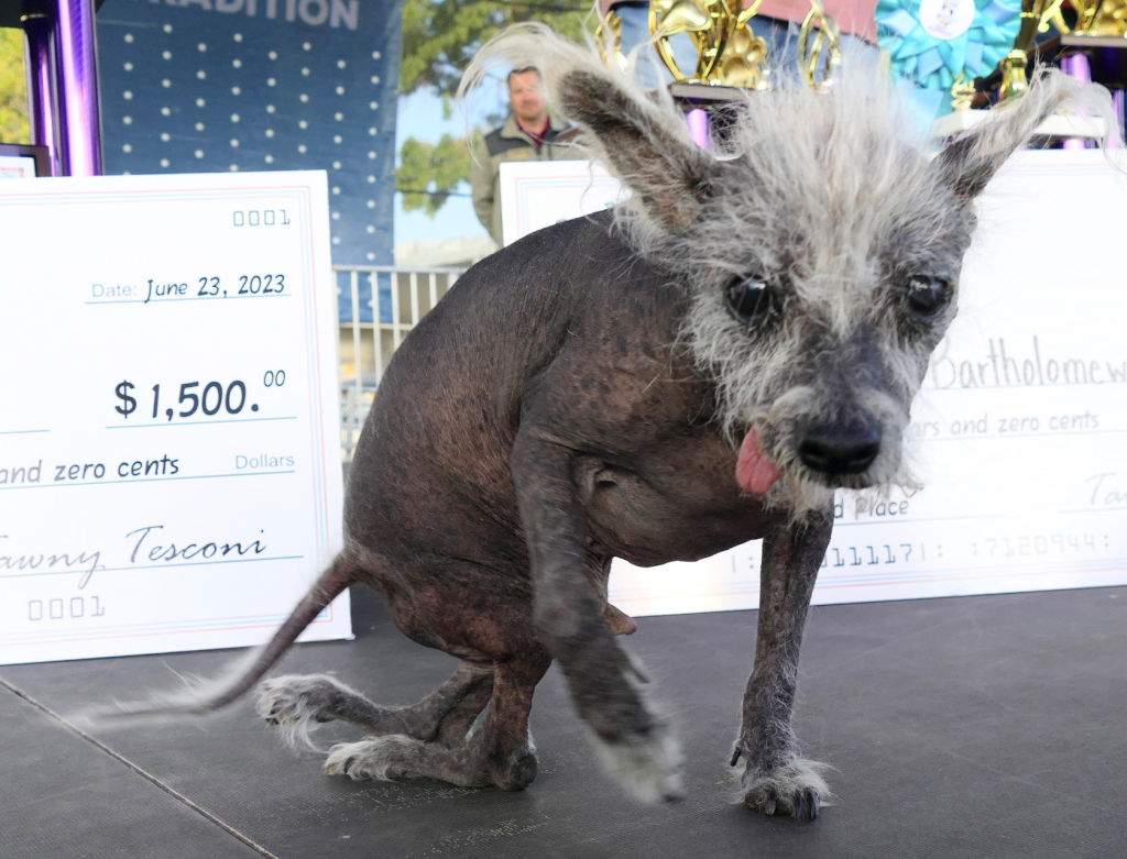 Scooter sits on stage. His hind legs face the wrong way.