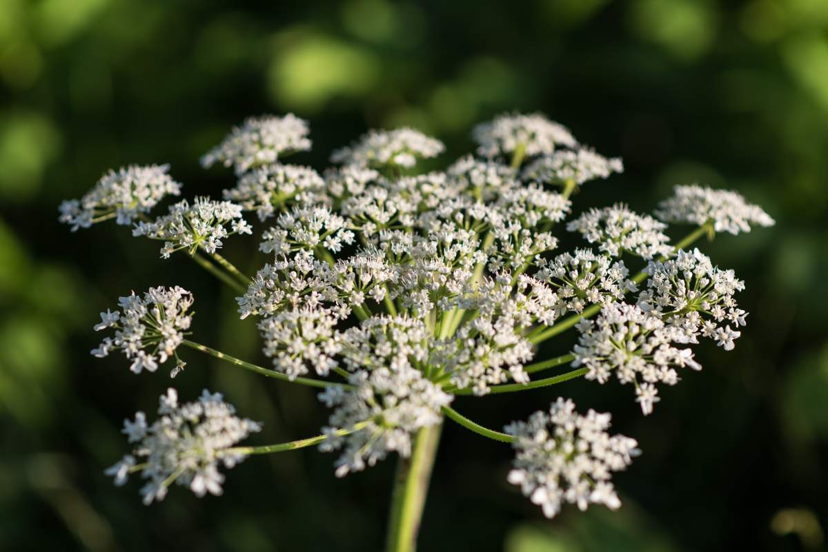 Plants like Hogweed can also cause phytophotodermatitis.