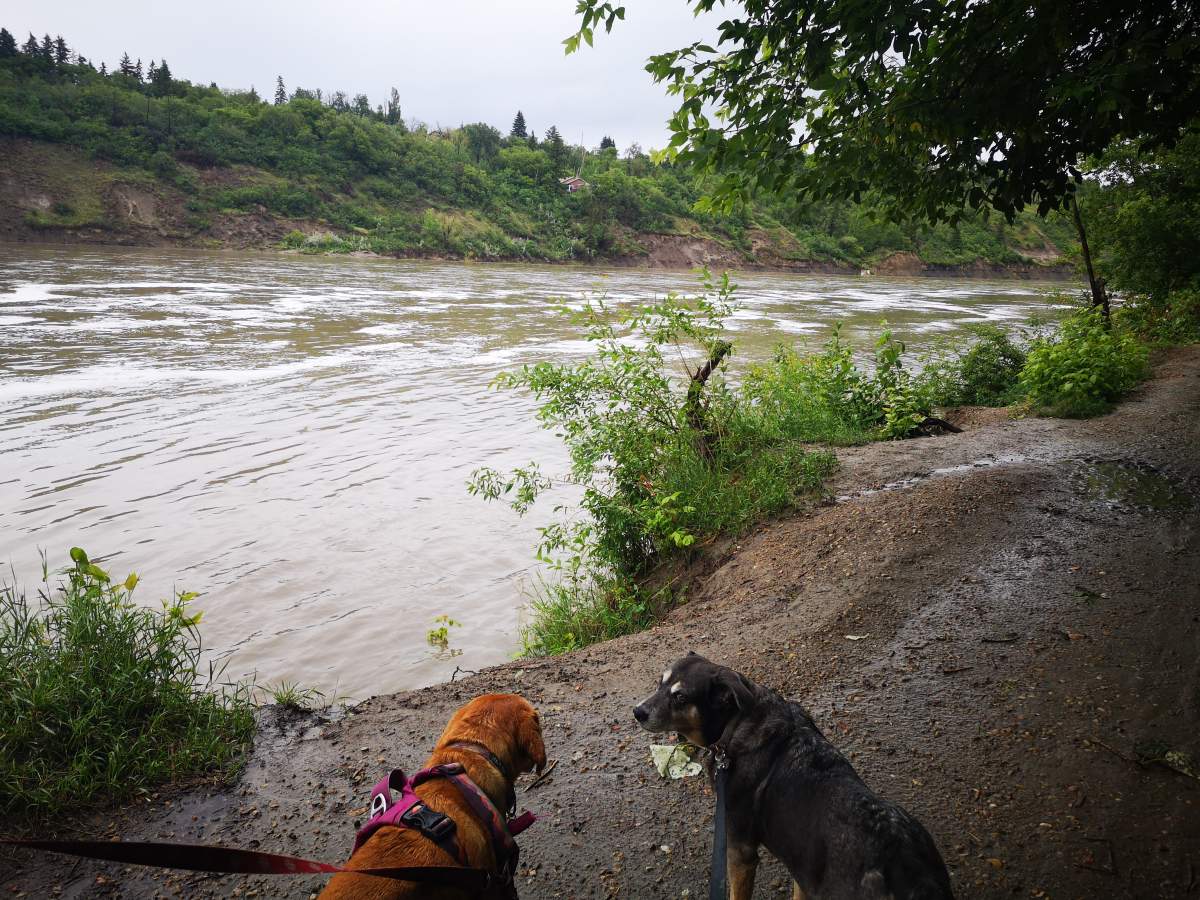 The North Saskatchewan River near Capilano Park in Edmonton, Alta. on Tuesday, June 20, 2023.