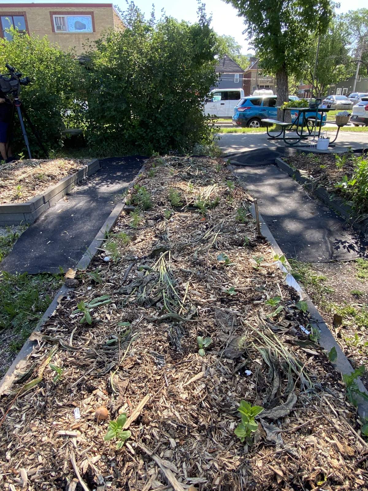 You won’t see neat lines of tilled and hoed lines of seeds in an Indigenous cultivated garden. Companion plants are grouped together and feed and protect one another as they grow.