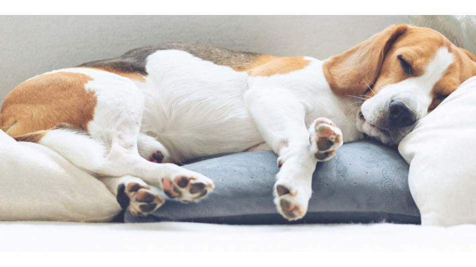 A spokesperson with the Hamilton -Burlington SPCA says the agency is trying to navigate a recent uptick in animals by promoting a temporary foster care program.