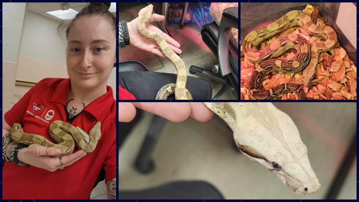 A boa constrictor was found in a shrub in the Westhills Canadian Tire garden centre on June 26, 2023.