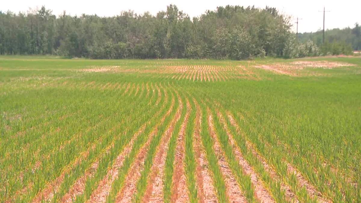 County of Stettler, Alta., declared an agricultural emergency due to drought on June 14, 2023.