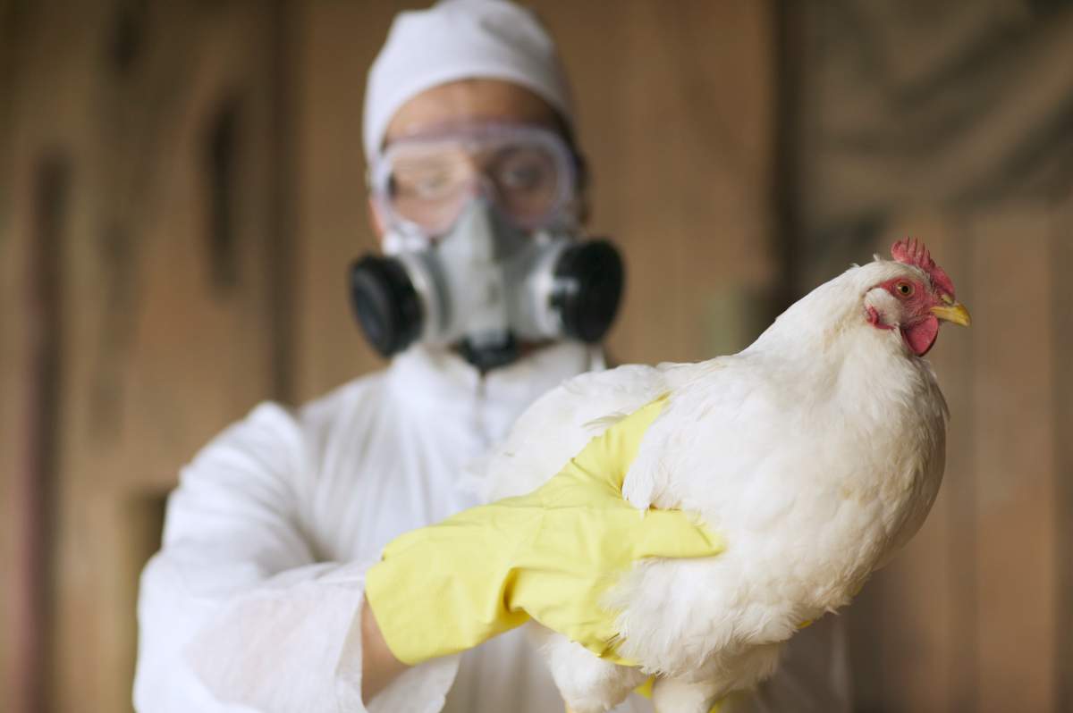 The study, published Wednesday in Nature, found the gene called BTN3A3 helps prevent the spread of the avian flu among humans, offering a potential reason why many people have never contracted the disease.