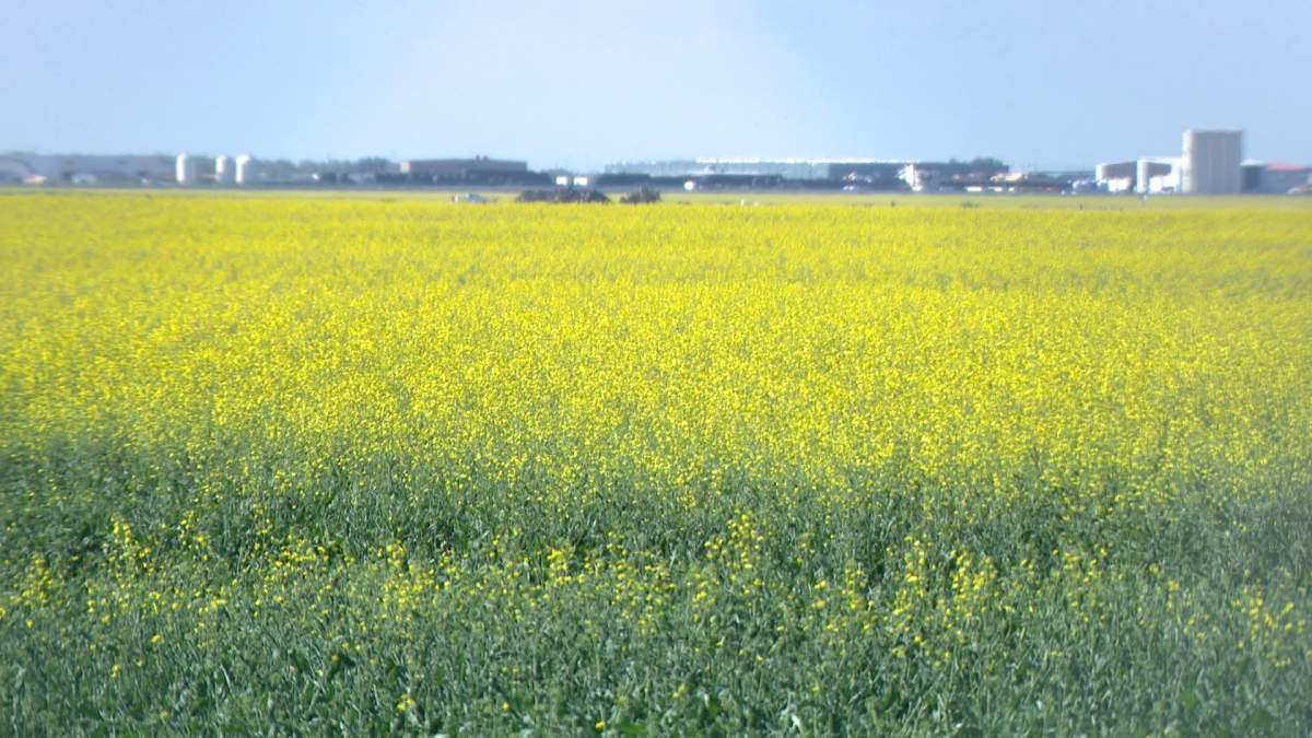 A canola field near Saskatoon, Sask.