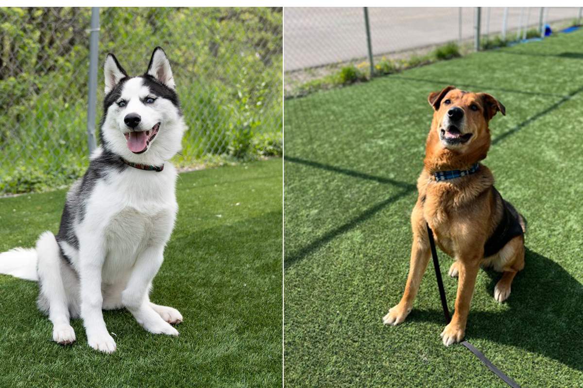 Juno and Hank are ready to find their forever home.