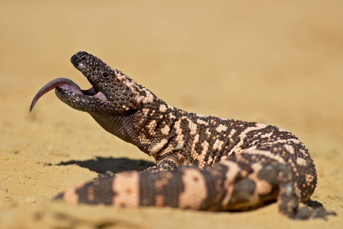Gila monsters are also known for their ability to survive long periods without food and their remarkable metabolic adaptations, which have attracted scientific interest in the study of blood sugar regulation and the development of diabetes medications.