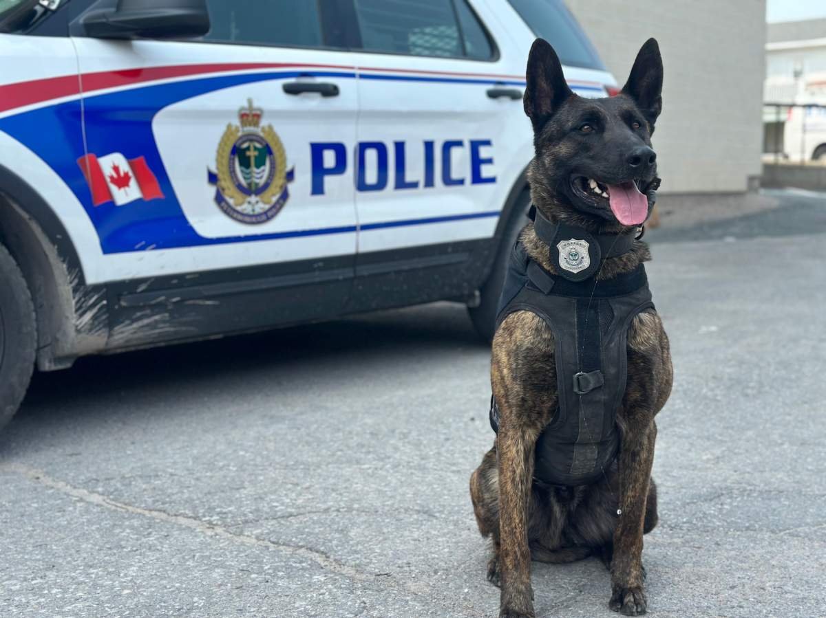 Police service dog Gryphon assisted in the arrest of two suspects in shoplifting incidents on Sept. 20, 2023.