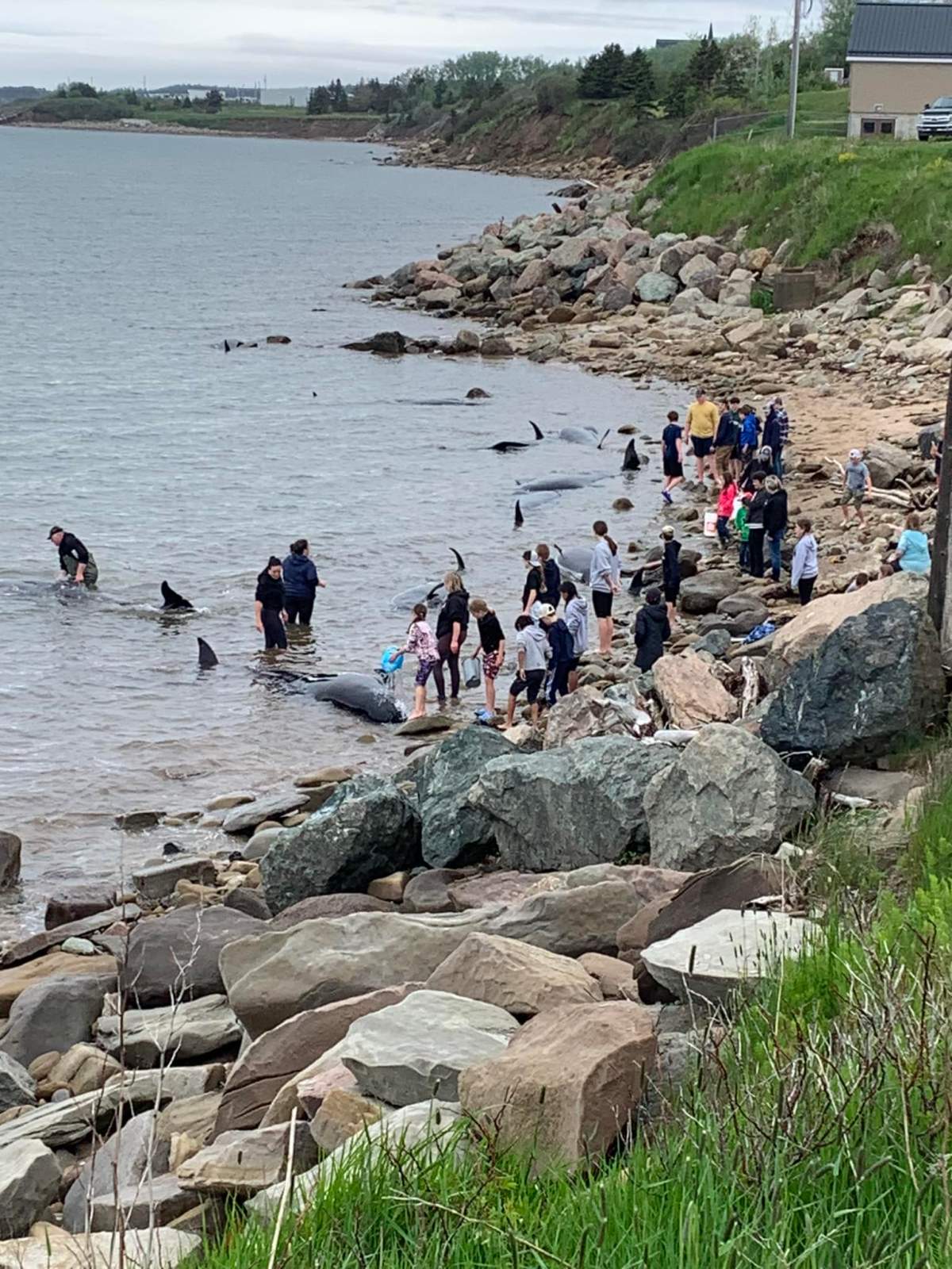 A number of pilot whales washed ashore in Port Hood, Cape Breton over the weekend.