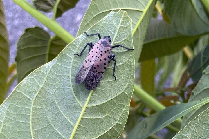 Spotted Lanternfly