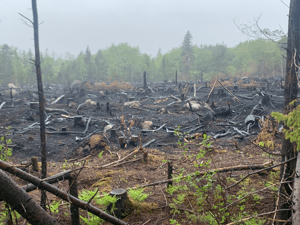 A burned down wooded area on Hammonds Plains Road.