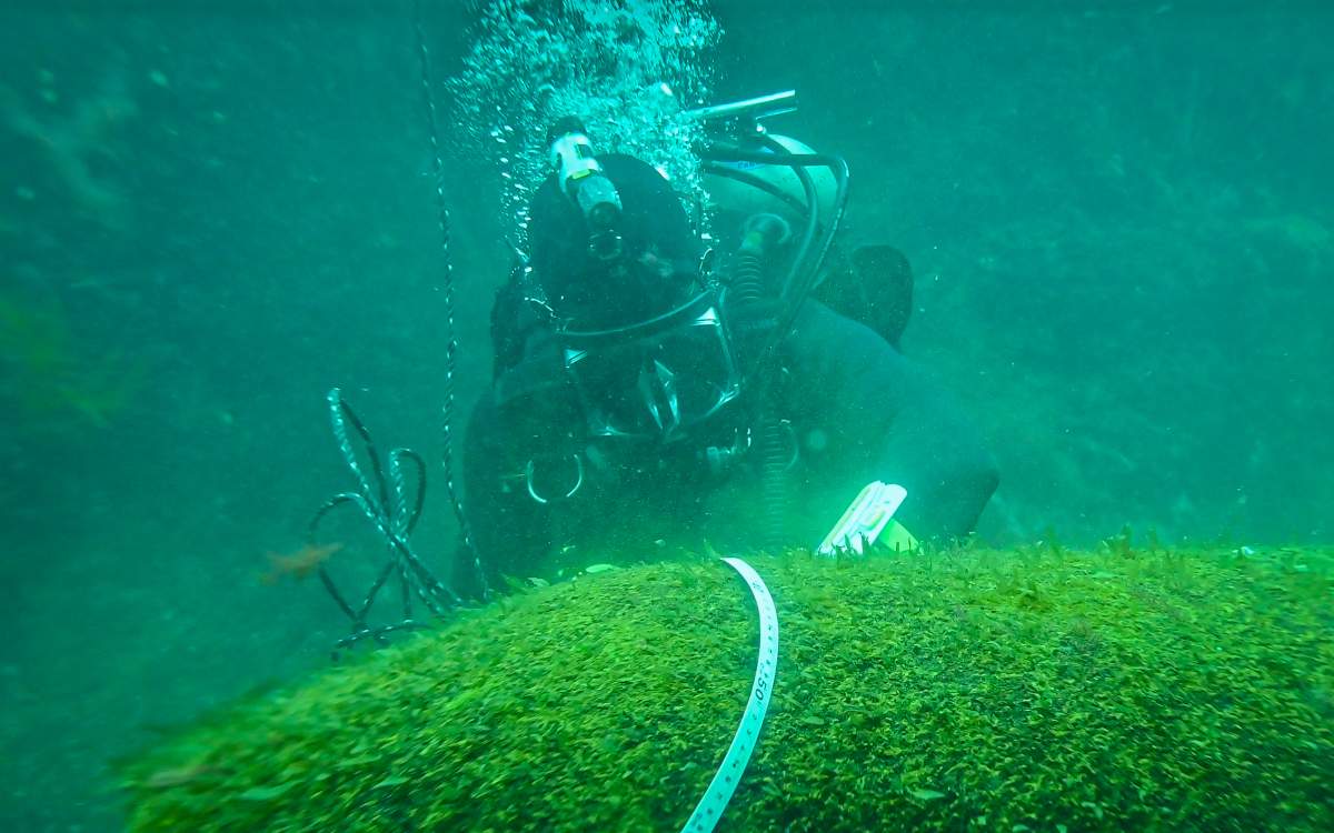 A diving expedition to the shipwrecks of USS Pollux and USS Truxtun has found over a dozen bombs.