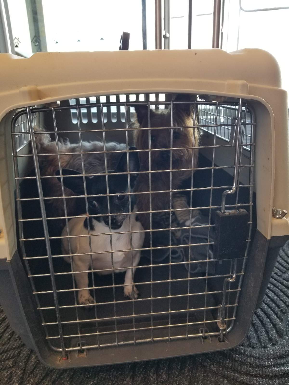 Dogs left in a travel crate on the sidewalk in front of Calgary Humane Society.