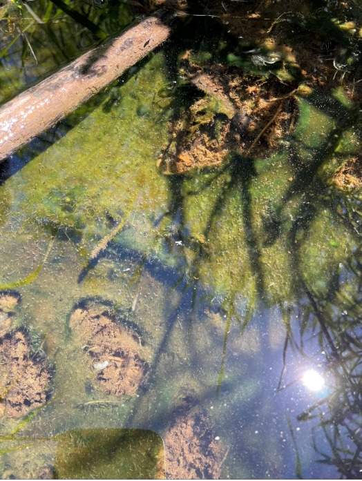 Benthic mat of blue-green algae.