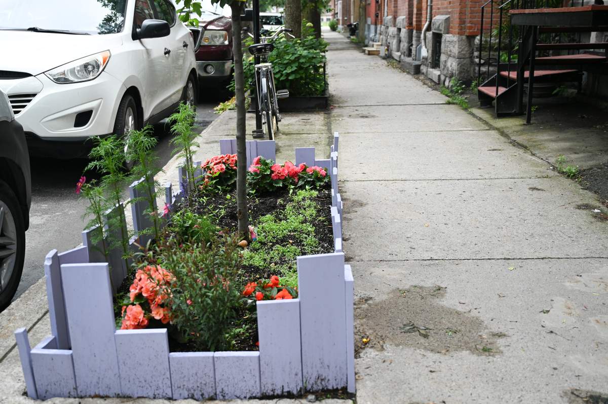 A sidewalk garden protected by a fence is shown in the Pointe-Saint-Charles borough of Montreal, Sunday, July 2, 2023. More and more gardens are sprouting up in the city where people plant flowers, vegetables and trees.