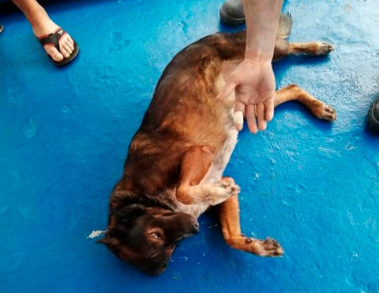 In this photo provided by Grupomar/Atun Tuny, Bella the dog belonging to Australian Tim Shaddock rolls on the deck after both were rescued by a Mexican tuna boat in international waters, after being adrift for three months. Haddock and Bella were aboard his incapacitated catamaran Aloha Toa some 1,200 miles from land when they were rescued.