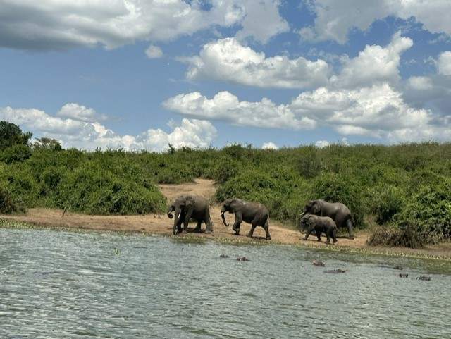 Elephants