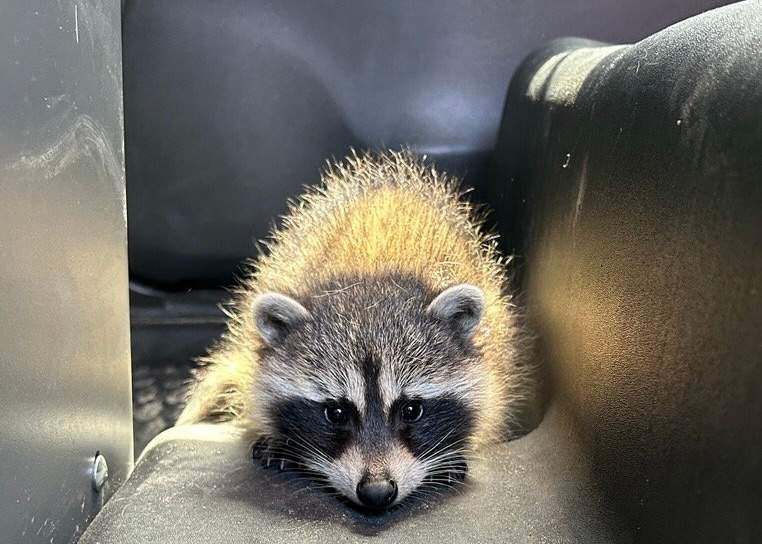 Huntsville officers arrested a man for impaired operation of a vehicle. He had a baby raccoon with him.