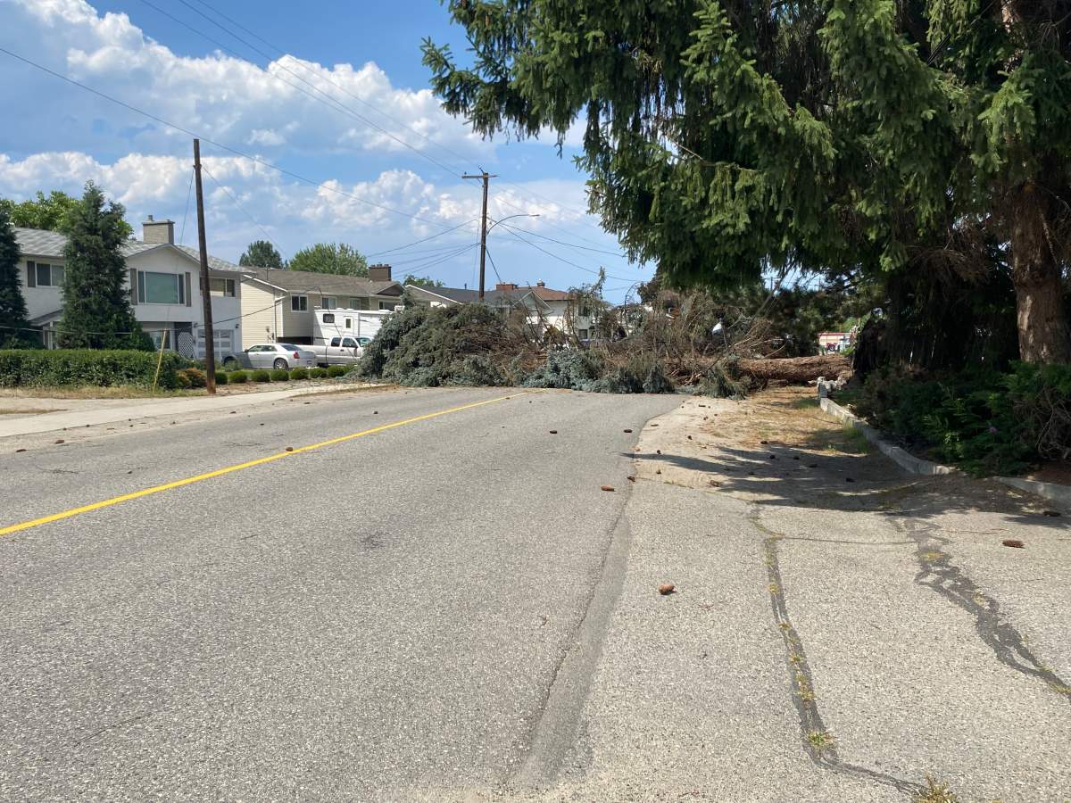 A tree takes out a powerline on Molnar Road in Rutland on Sunday afternoon.