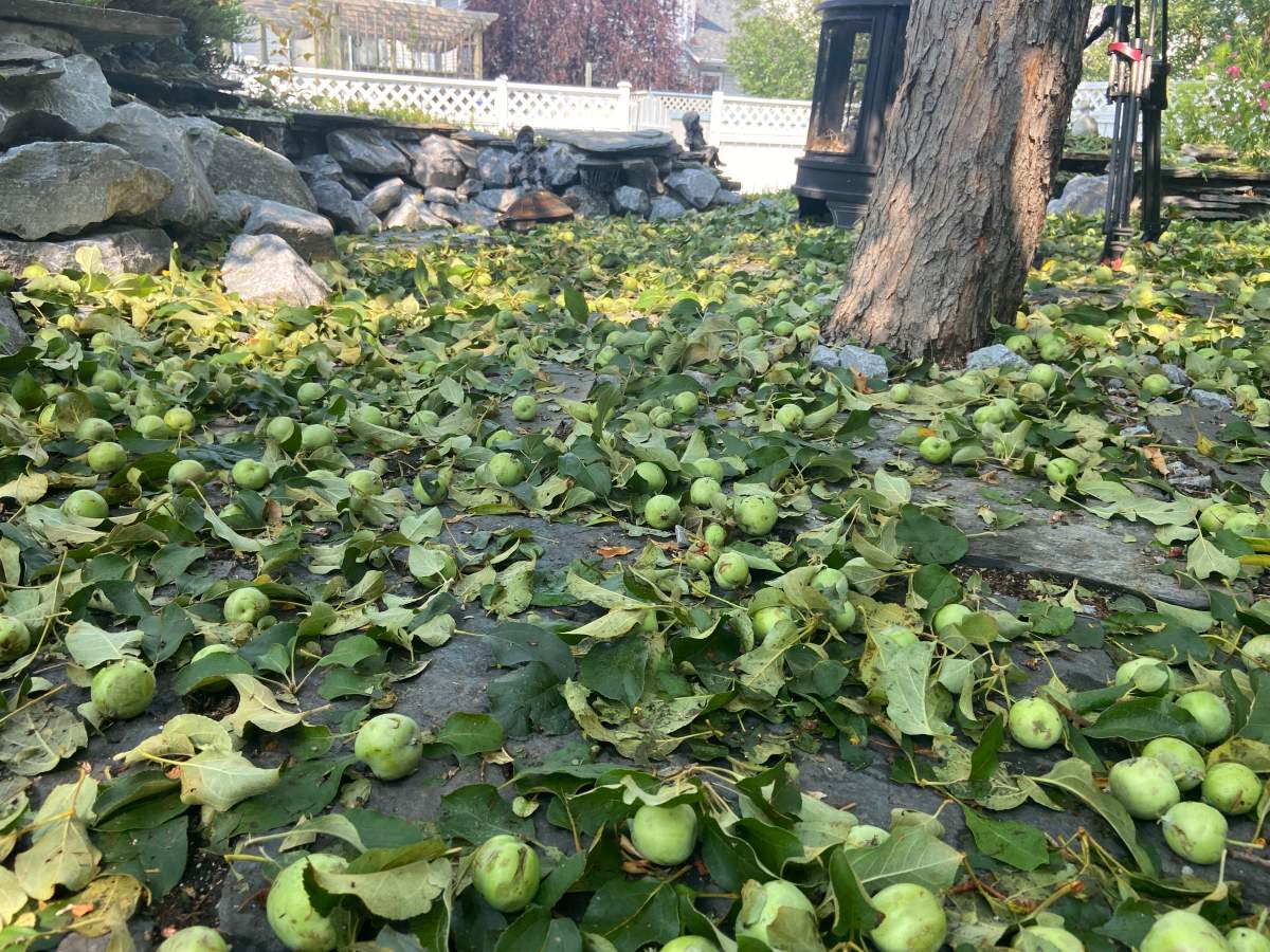A hail storm that hit Calgary stripped the fruit off trees.