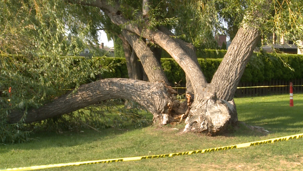 A view of the tree at Kinsmen Park in Kelowna.
