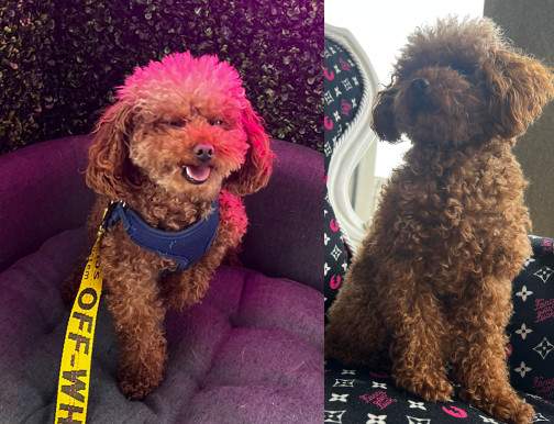 Photos of Louie the dog, recovered by his owner following a harrowing carjacking in Oakville July 18, 2023.