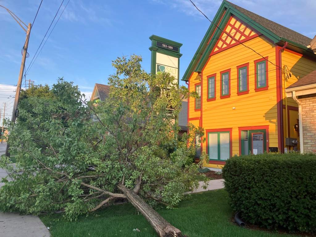 A fallen tree located on Oxford Street near Adelaide Street.