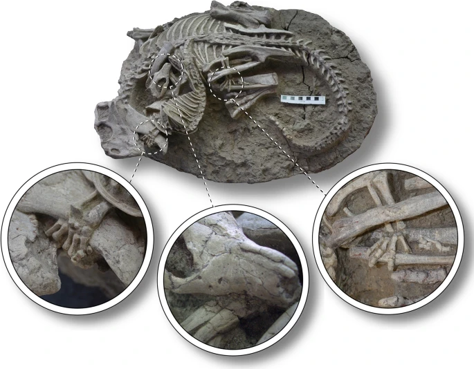 A close-up of three segments of the fossil.