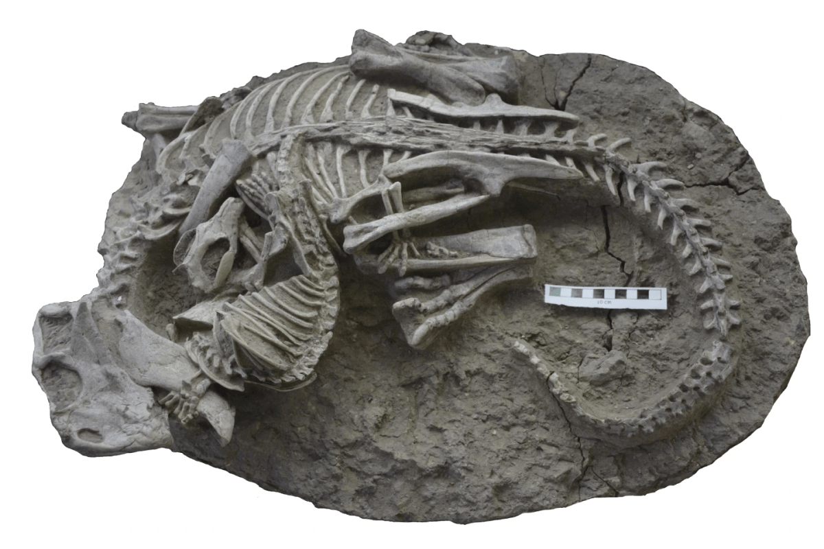 The dinosaur and mammal fossil.