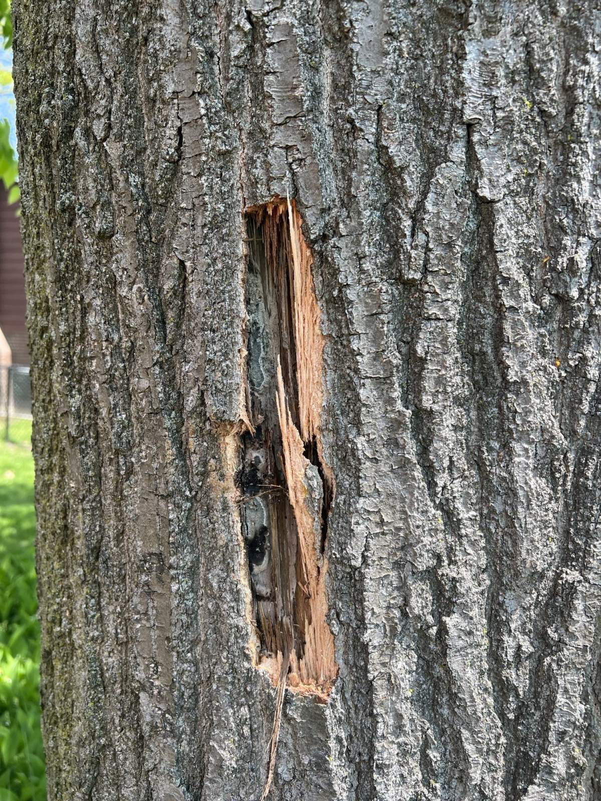 Oak Wilt