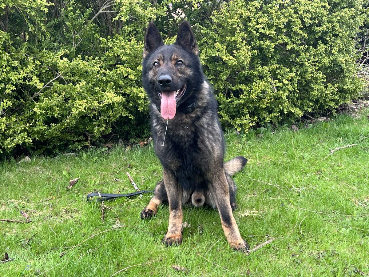 Woodstock Police Service announced K9 unit dog Taz died in the line of duty on July 3, 2023.