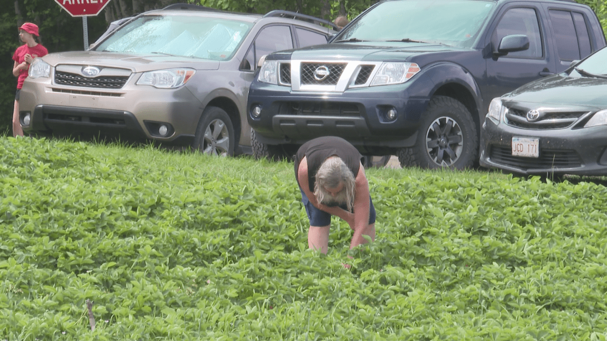 More than 60 people were out picking berries on Tuesday, showing how popular the spot is for the community.