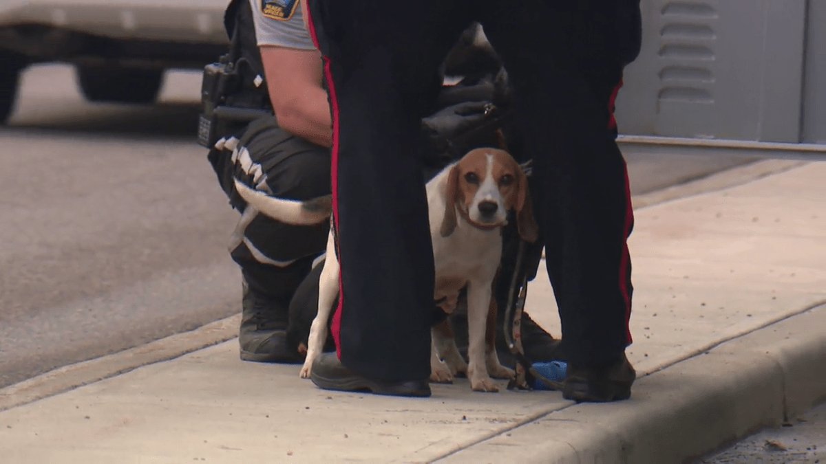 Beagles and boston terriers were removed from concerning conditions, according to police.