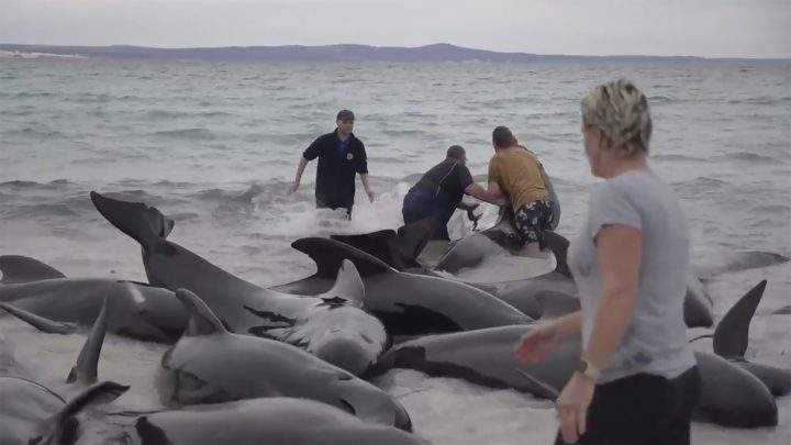 Australia Beaches Whales