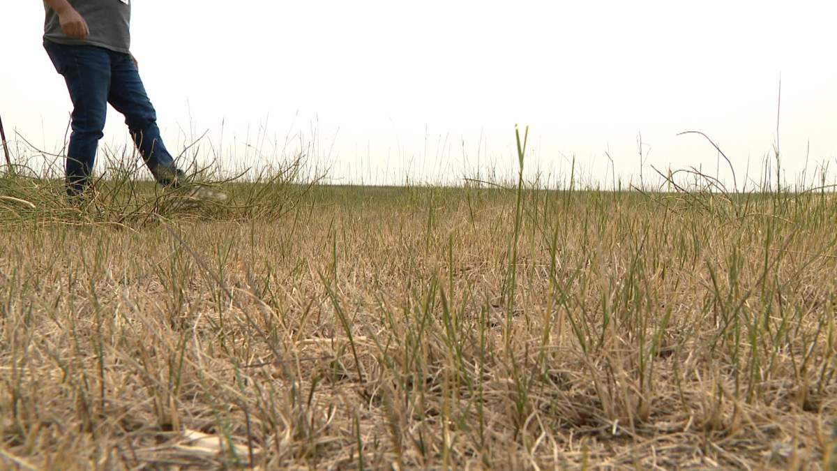 The RM of Dundurn has declared an agricultural disaster due to drought conditions.