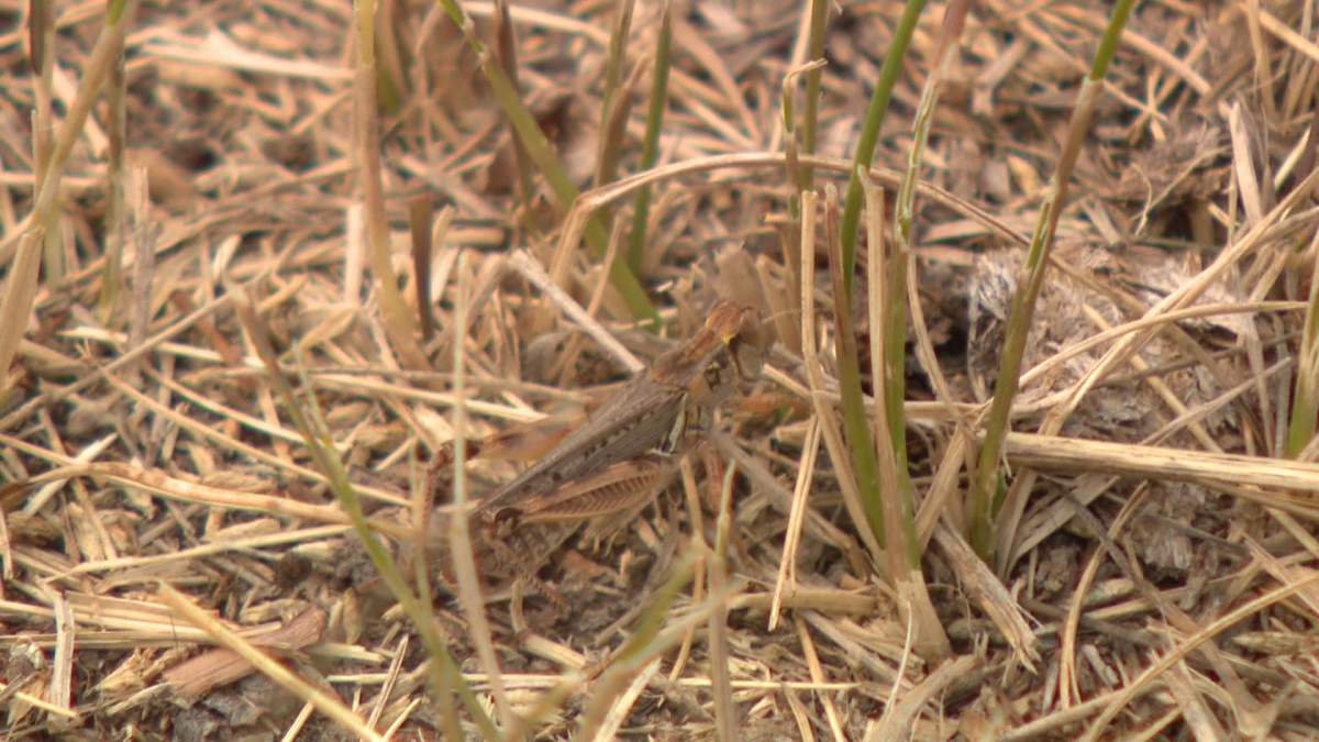 The RM of Dundurn has declared an agricultural disaster due to drought conditions.