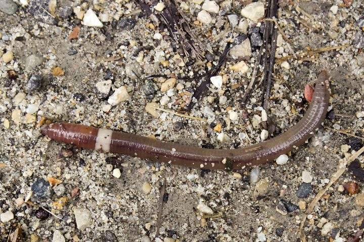 Jumping Worms