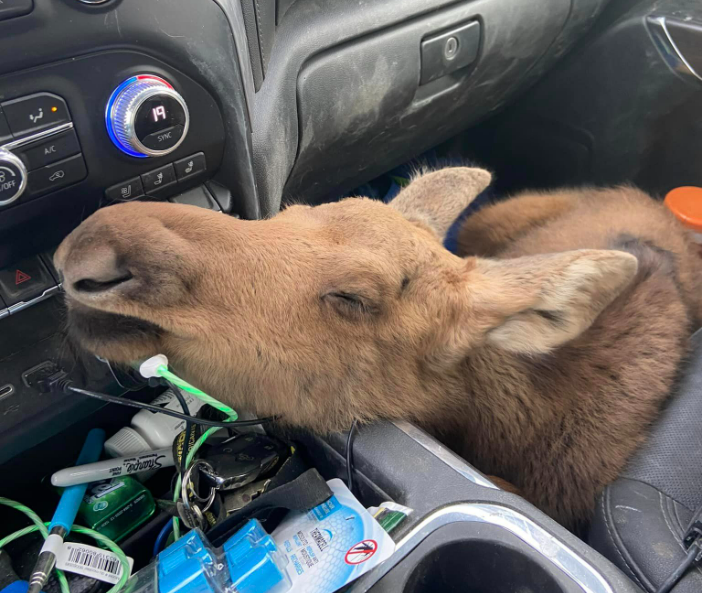A moose calf affectionately named "Misty" is seen in Mark Skage's work truck on or around June 6, 2023, north of Fort Nelson, B.C.