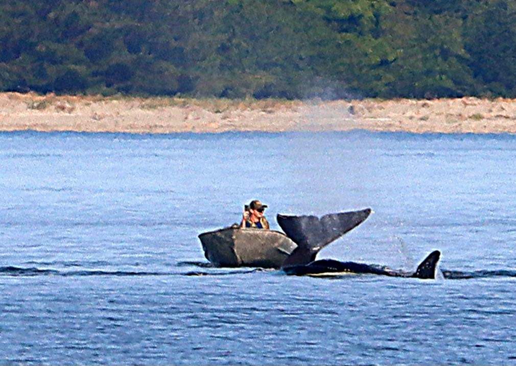 Photographer TJ Campbell said he witnessed a man repeatedly following a pod of orcas near Royston on Monday.
