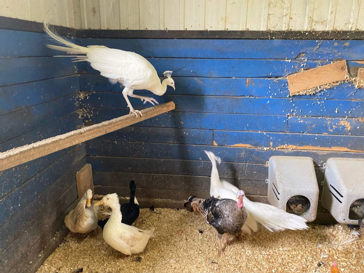 The missing peacock is back with his friends after he went missing for about 10 days in Saint-Lazare, Que.